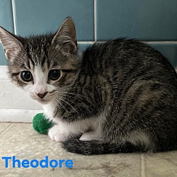 Thumbnail photo of Theodore #1