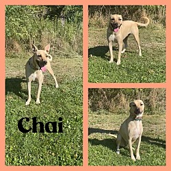 Thumbnail photo of Chai #1