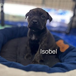 Thumbnail photo of Isobel #4