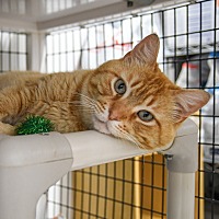 adopt a pet