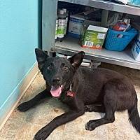 adopt a pet