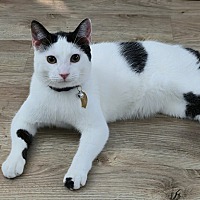 adopt-pet
