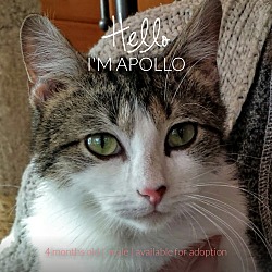 Photo of *Apollo*