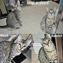 Thumbnail photo of Hamlet (Bengal mixed kitten) #3