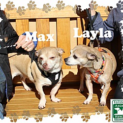 Thumbnail photo of Layla & Max #1