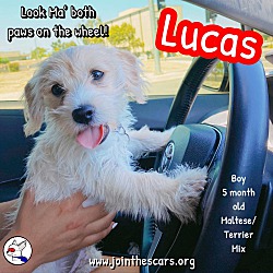 Thumbnail photo of Lucas #2