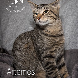 Thumbnail photo of Artemis #4