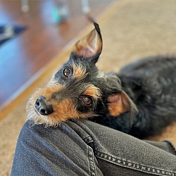 Thumbnail photo of Rosco - Adoption Pending #3
