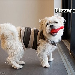 Thumbnail photo of Blizzard #1
