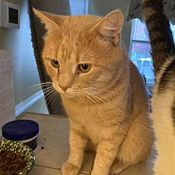 Photo of Kitty (grey & White)  Milo (Orange)