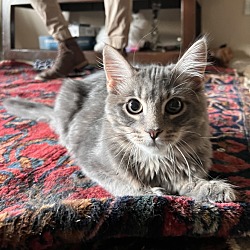 Photo of Thing 1