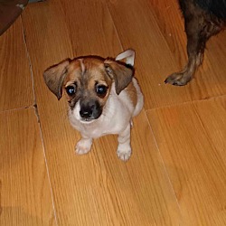 Photo of 6 jack Russell chihuahua mix