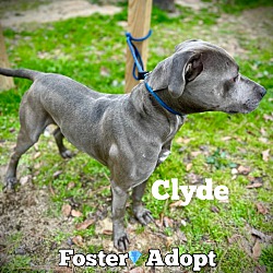 Thumbnail photo of Clyde #2