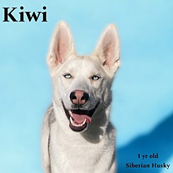 Photo of Achilles-Kiwi