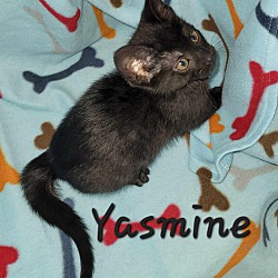 Photo of Yasmine