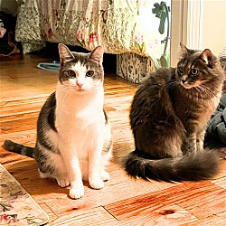Photo of Marbles & Tag