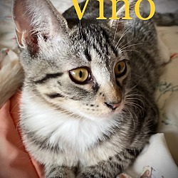 Thumbnail photo of Vino #2