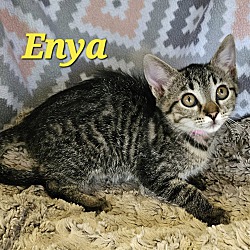 Thumbnail photo of Enya #1