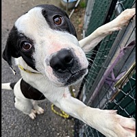 adopt a pet