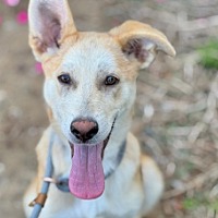 adopt a pet
