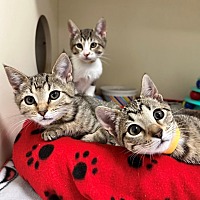 adopt a pet