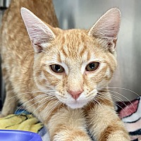 adopt a pet