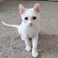 adopt-pet