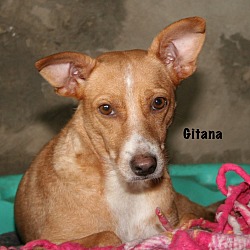 Thumbnail photo of GITANA #2