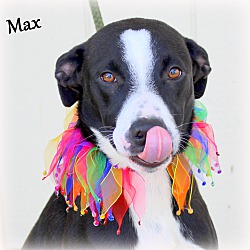 Thumbnail photo of Maxx ~ meet me! #2