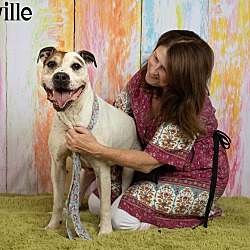 Thumbnail photo of ORVILLE #4