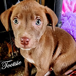 Thumbnail photo of Tootsie~adopted! #1