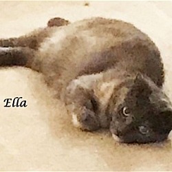 Thumbnail photo of ELLA, A Tripod #4