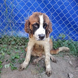 Photo of Buddy