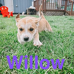 Thumbnail photo of Willow #2
