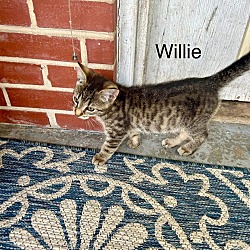 Thumbnail photo of Willie #2