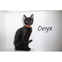 Thumbnail photo of Onyx #1