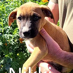 Thumbnail photo of Nikki #1