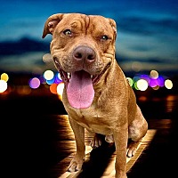 adopt a pet