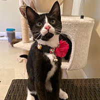 adopt a pet