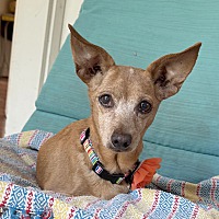 adopt a pet