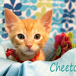 Thumbnail photo of Cheeto #3