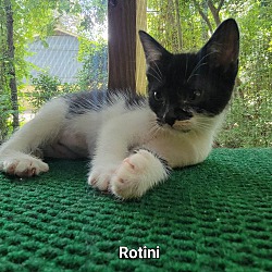 Photo of Rotini