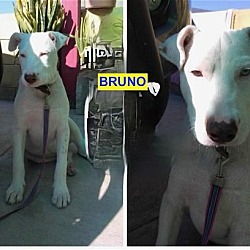 Thumbnail photo of Bruno #2