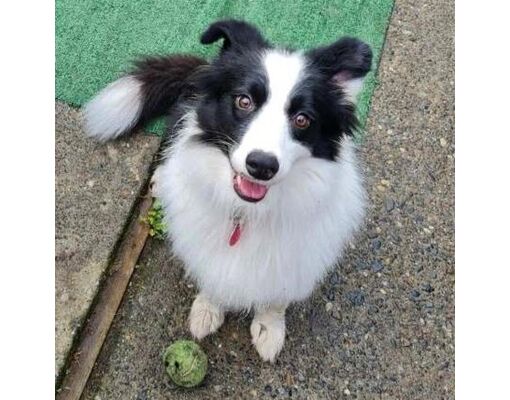 Seattle, WA - Border Collie. Meet Beta a Pet for Adoption - AdoptaPet.com