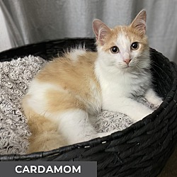 Thumbnail photo of Cardamom #2