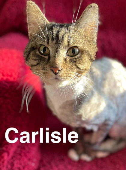 Altoona, PA - Domestic Shorthair/Mixed Breed (Medium). Meet Carlisle a ...