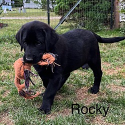 Thumbnail photo of Rocky #4