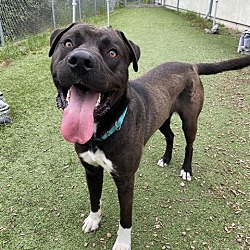 Photo of Rodeo A425449