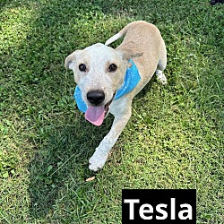 Thumbnail photo of Tesla #1