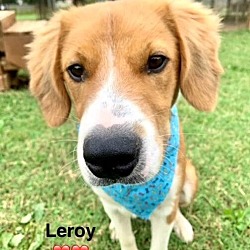 Thumbnail photo of Leroy #2